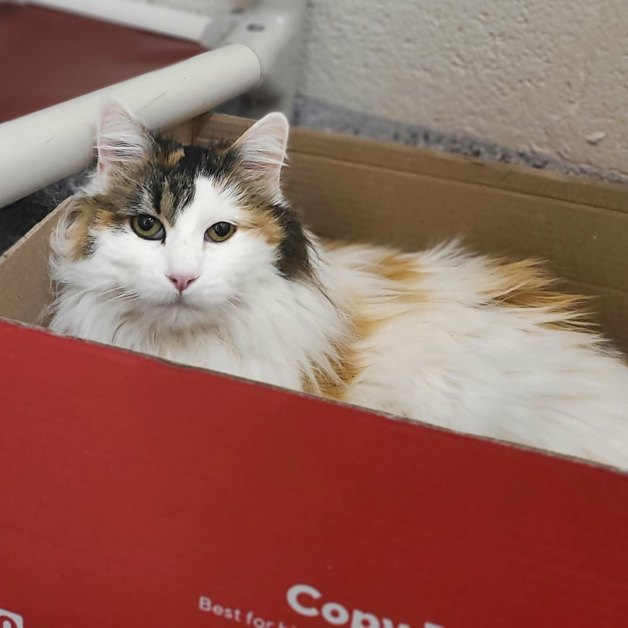 Picture of the Animal Listed